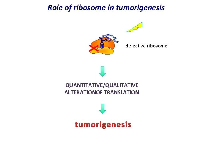 Role of ribosome in tumorigenesis defective ribosome QUANTITATIVE/QUALITATIVE ALTERATIONOF TRANSLATION tumorigenesis 