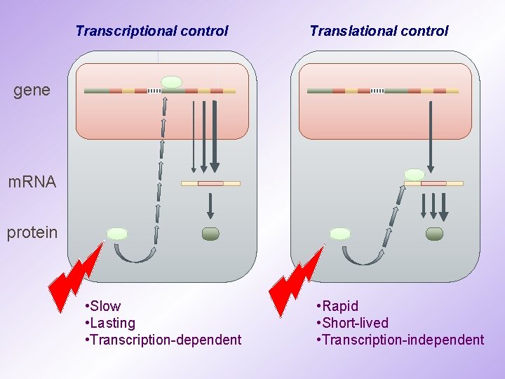 Transcriptional control Translational control gene m. RNA protein • Slow • Lasting • Transcription-dependent