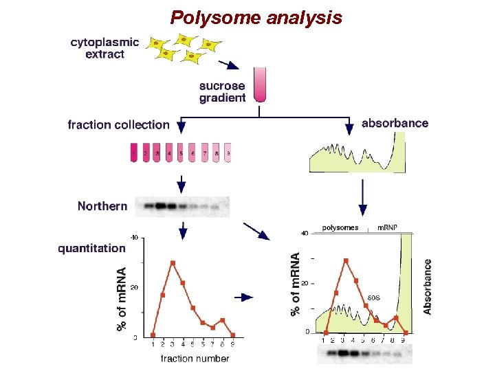 Polysome analysis 