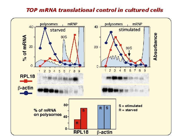 TOP m. RNA translational control in cultured cells 