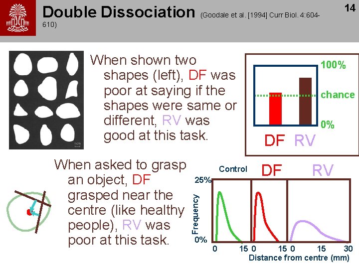 14 Double Dissociation (Goodale et al. [1994] Curr Biol. 4: 604610) When shown two