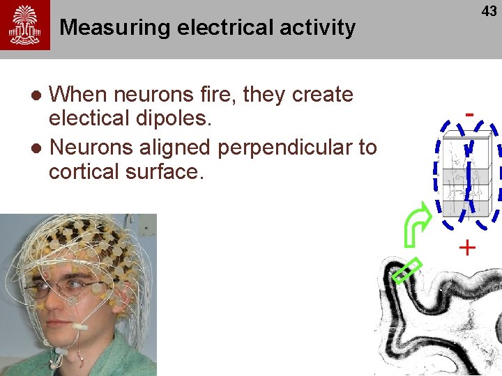 43 Measuring electrical activity When neurons fire, they create electical dipoles. l Neurons aligned