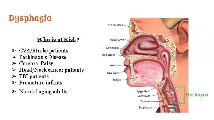 Dysphagia Who is at Risk? ➢ ➢ ➢ CVA/Stroke patients Parkinson’s Disease Cerebral Palsy