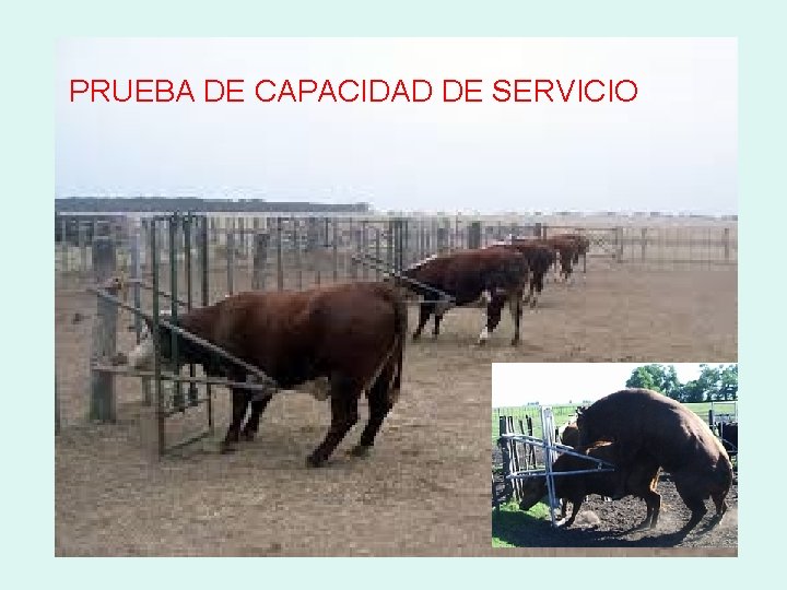 PRUEBA DE CAPACIDAD DE SERVICIO 