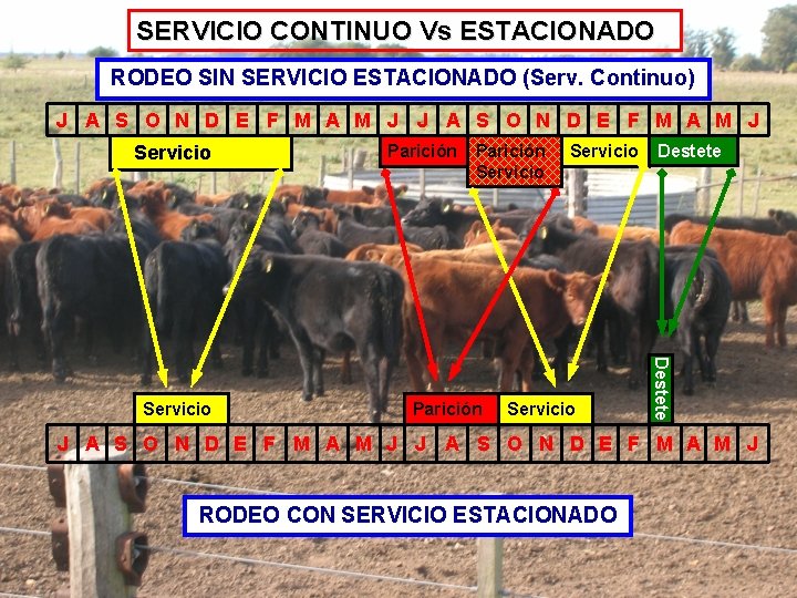 SERVICIO CONTINUO Vs ESTACIONADO RODEO SIN SERVICIO ESTACIONADO (Serv. Continuo) J A S O