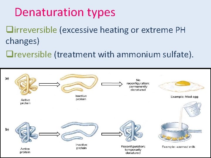 Denaturation types qirreversible (excessive heating or extreme PH changes) qreversible (treatment with ammonium sulfate).