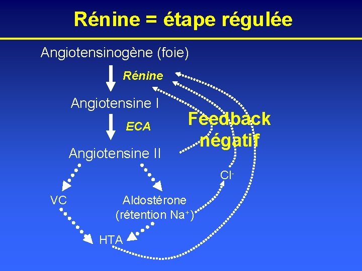 Rénine = étape régulée Angiotensinogène (foie) Rénine Angiotensine I ECA Angiotensine II Feedback négatif