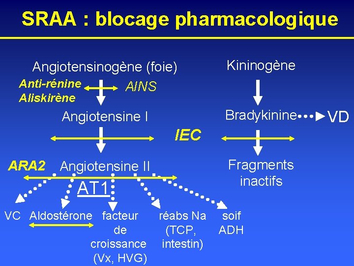 SRAA : blocage pharmacologique Angiotensinogène (foie) Anti-rénine AINS Kininogène Aliskirène Bradykinine Angiotensine I IEC