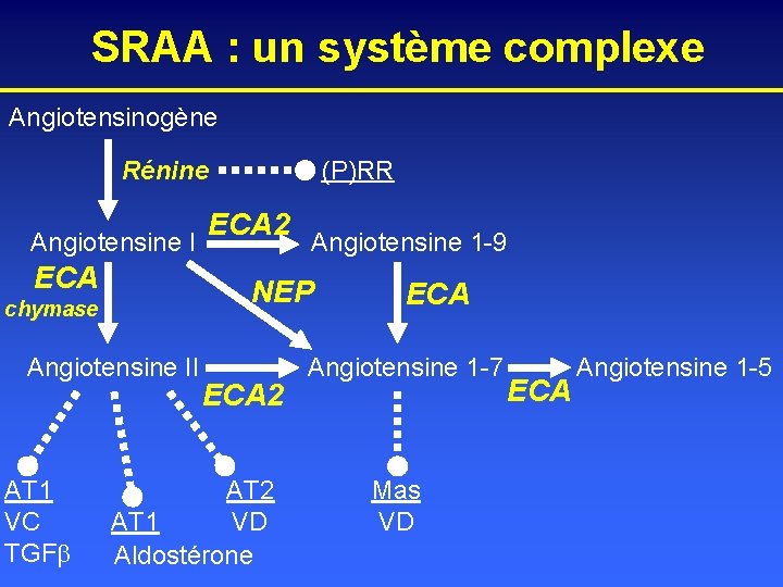 SRAA : un système complexe Angiotensinogène Rénine Angiotensine I ECA 2 Angiotensine 1 -9