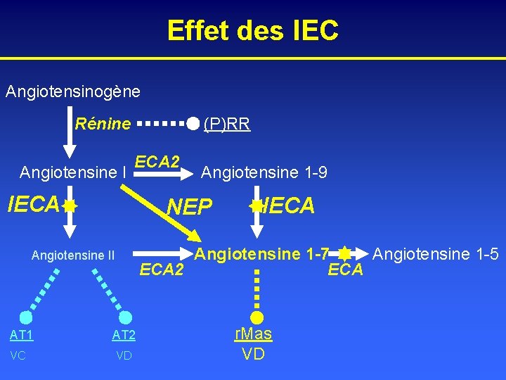 Effet des IEC Angiotensinogène Rénine Angiotensine I (P)RR ECA 2 IECA NEP VC IECA