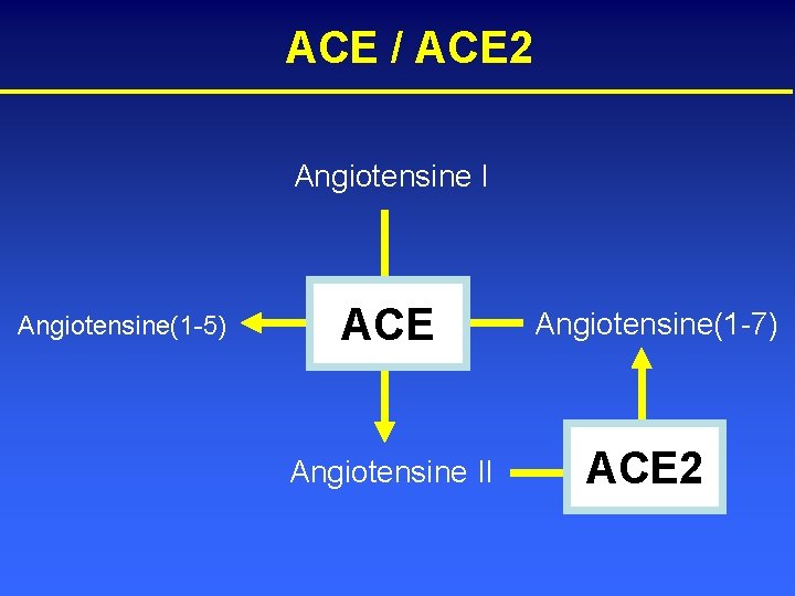 ACE / ACE 2 Angiotensine I Angiotensine(1 -5) ACE Angiotensine II Angiotensine(1 -7) ACE
