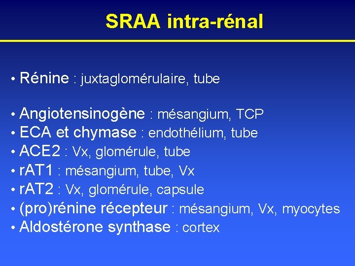 SRAA intra-rénal • Rénine : juxtaglomérulaire, tube • Angiotensinogène : mésangium, TCP • ECA