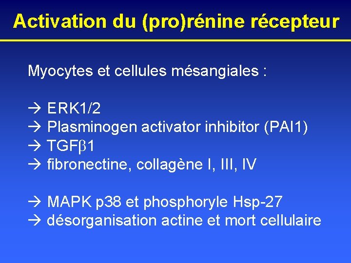 Activation du (pro)rénine récepteur Myocytes et cellules mésangiales : ERK 1/2 Plasminogen activator inhibitor