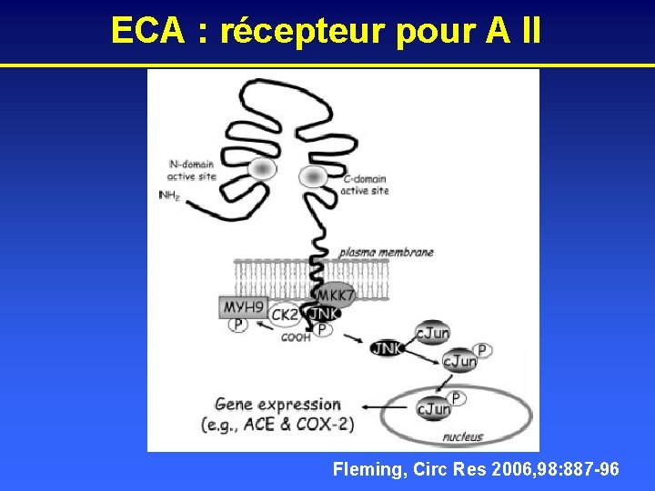 ECA : récepteur pour A II Fleming, Circ Res 2006, 98: 887 -96 