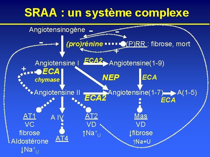 SRAA : un système complexe Angiotensinogène + - - (pro)rénine + (P)RR : fibrose,