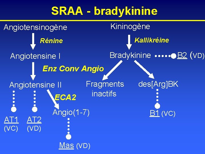 SRAA - bradykinine Kininogène Angiotensinogène Kallikréine Rénine Bradykinine Angiotensine I B 2 (VD) Enz