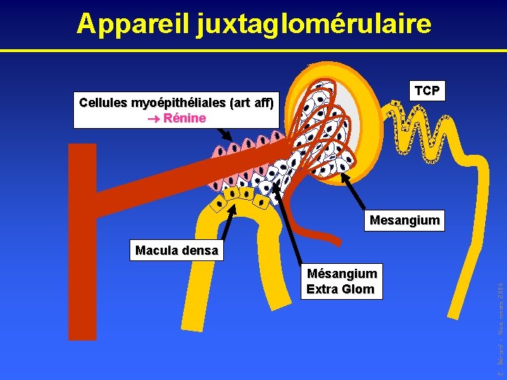 Appareil juxtaglomérulaire TCP Cellules myoépithéliales (art aff) Rénine Mesangium Mésangium Extra Glom E. Bérard