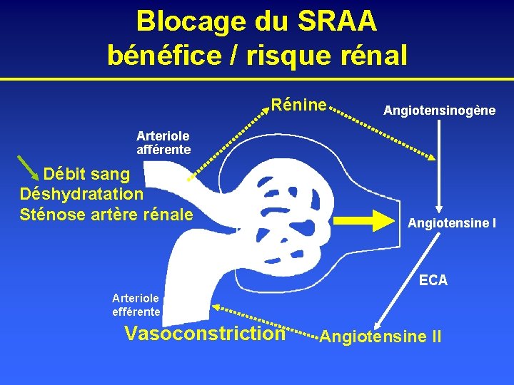 Blocage du SRAA bénéfice / risque rénal Rénine Angiotensinogène Arteriole afférente Débit sang Déshydratation