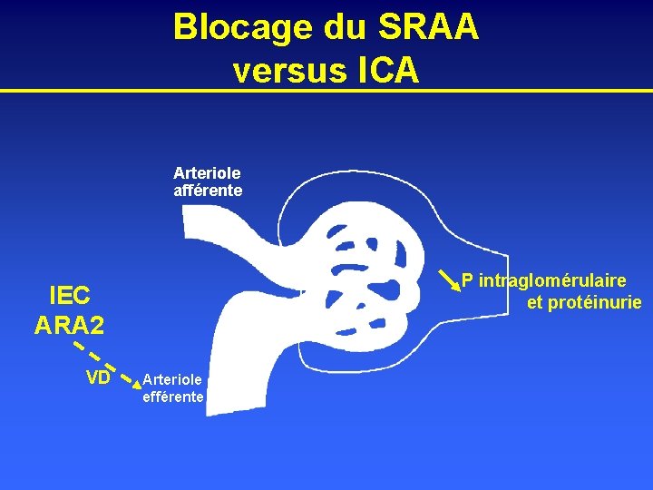 Blocage du SRAA versus ICA Arteriole afférente P intraglomérulaire et protéinurie IEC ARA 2