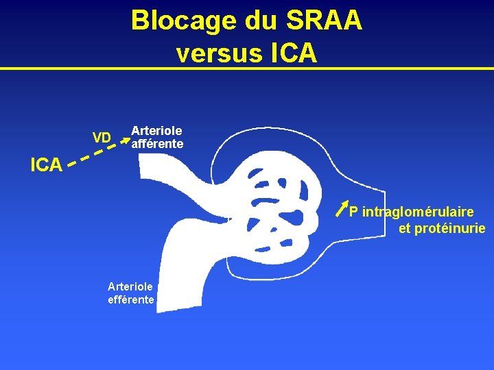 Blocage du SRAA versus ICA VD Arteriole afférente ICA P intraglomérulaire et protéinurie Arteriole