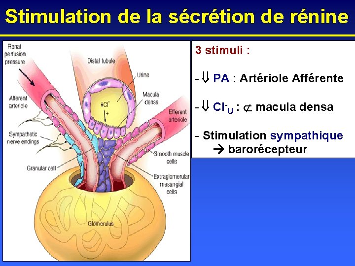 Stimulation de la sécrétion de rénine 3 stimuli : - PA : Artériole Afférente