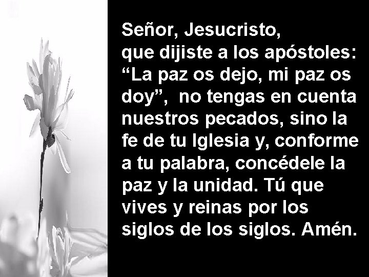 Señor, Jesucristo, que dijiste a los apóstoles: “La paz os dejo, mi paz os