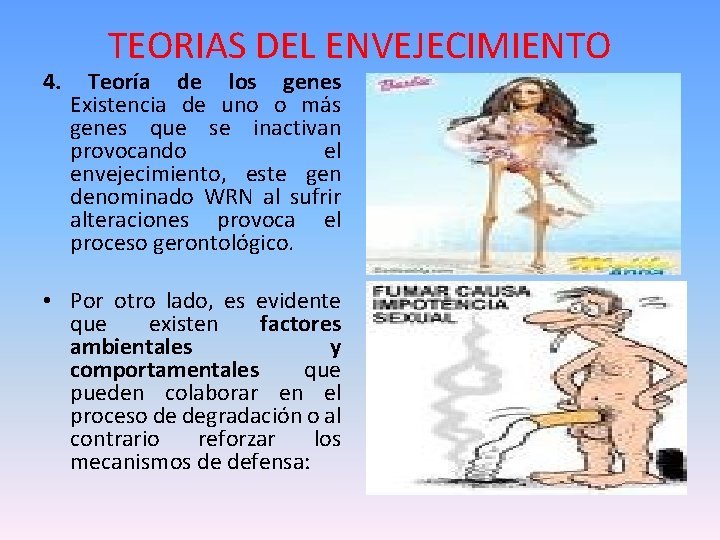 4. TEORIAS DEL ENVEJECIMIENTO Teoría de los genes Existencia de uno o más genes