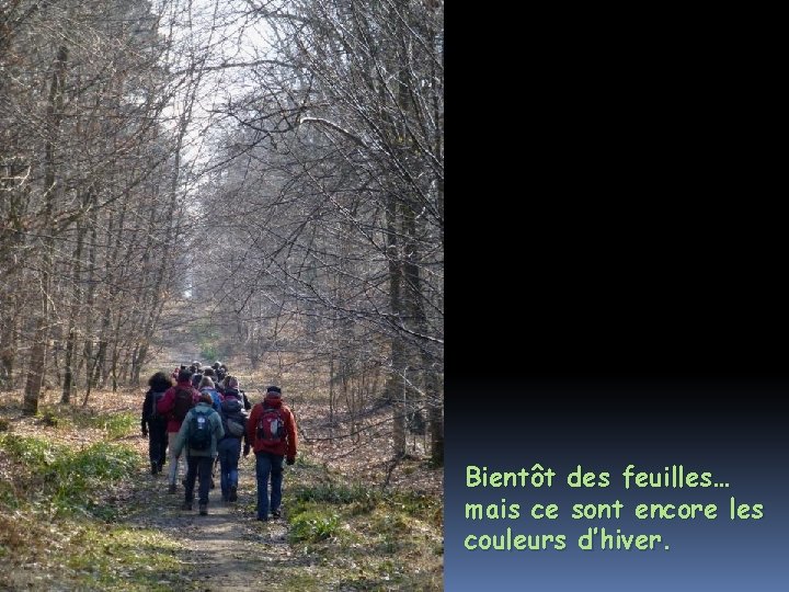 Bientôt des feuilles… mais ce sont encore les couleurs d’hiver. 