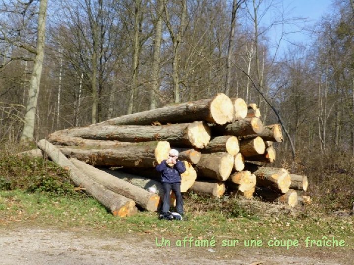 Un affamé sur une coupe fraîche. 