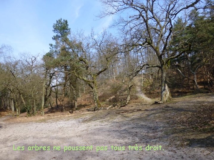 Les arbres ne poussent pas tous très droit. 