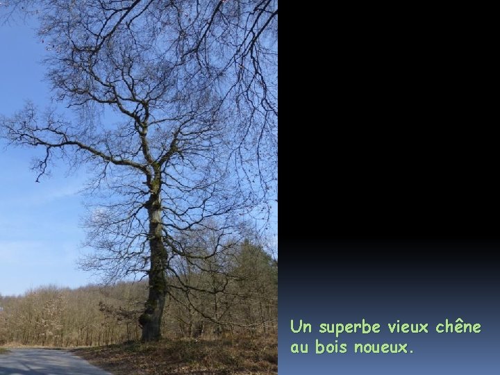 Un superbe vieux chêne au bois noueux. 