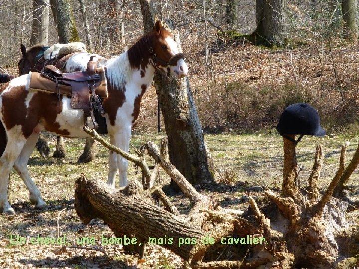 Un cheval, une bombe, mais pas de cavalier. 