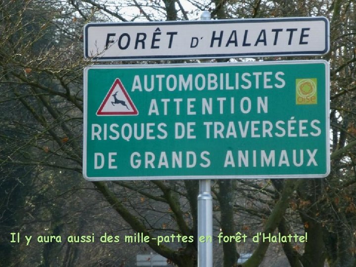 Il y aura aussi des mille-pattes en forêt d’Halatte! 