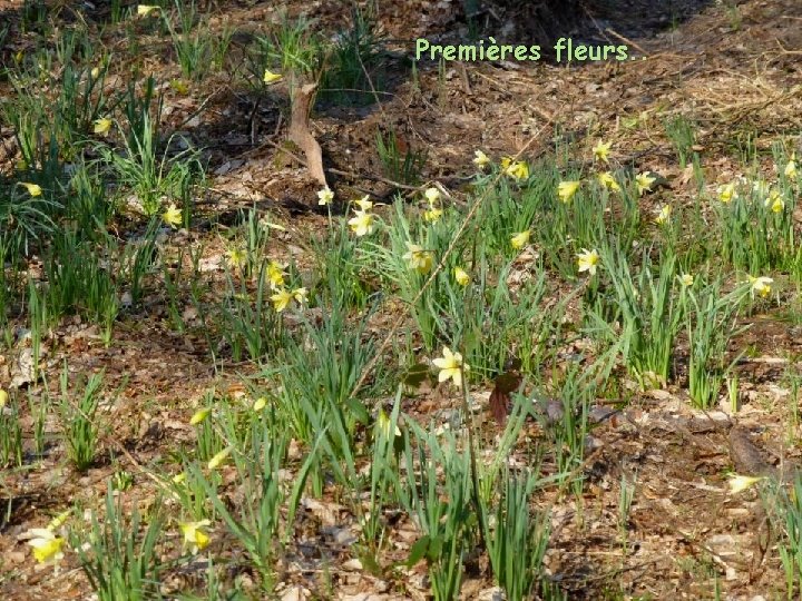 Premières fleurs. . 