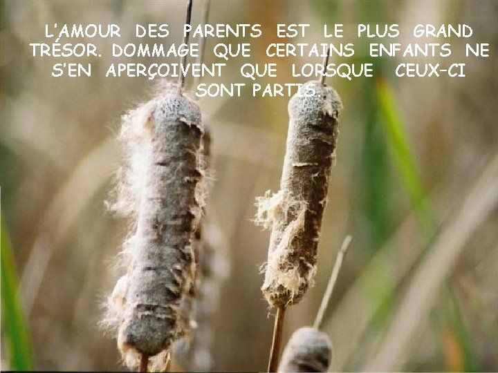 L’AMOUR DES PARENTS EST LE PLUS GRAND TRÉSOR. DOMMAGE QUE CERTAINS ENFANTS NE S’EN