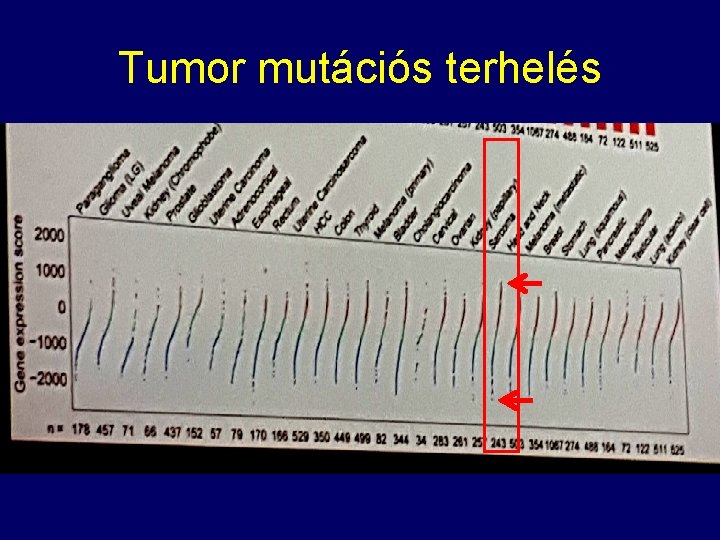 Tumor mutációs terhelés 