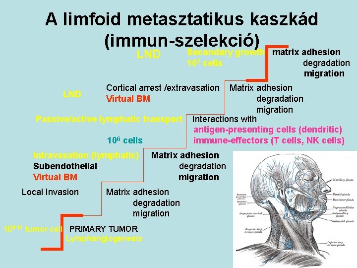 A limfoid metasztatikus kaszkád (immun-szelekció) Secondary growth matrix adhesion LND Cortical arrest /extravasation Virtual