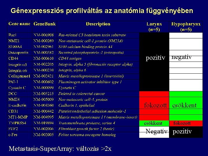 Génexpressziós profilváltás az anatómia függvényében pozitív negatív fokozott csökkent fokozott Negatív pozitív Metastasis-Super. Array: