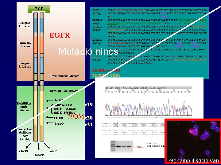 EGF Receptor L domén EGFR Furin-like domén EXON 18 CTTGTGGAGCCTCTTACACCCAGTGGAGAAGCTCCCAAGCTCTCTTGAGGATCTTG 123 bp AAGGAAACTGAATTCAAAAAGATCAAAGTGCTGGGCTCCGGTGCGTTCGGCACGGTGTAT AAG