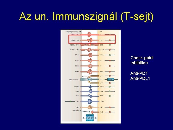 Az un. Immunszignál (T-sejt) Check-point Inhibition Anti-PD 1 Anti-PDL 1 