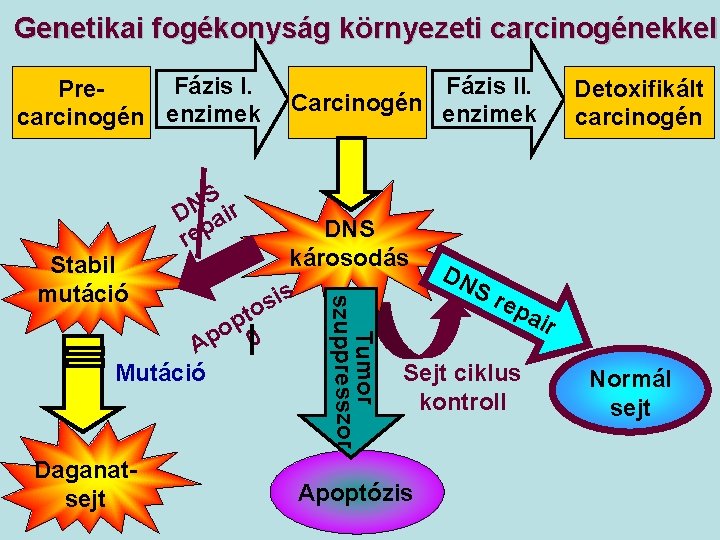 Genetikai fogékonyság környezeti carcinogénekkel Fázis I. Precarcinogén enzimek to p o 0 p A