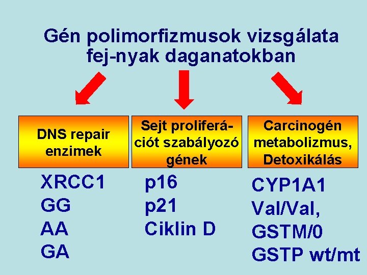 Gén polimorfizmusok vizsgálata fej-nyak daganatokban DNS repair enzimek XRCC 1 GG AA GA Sejt