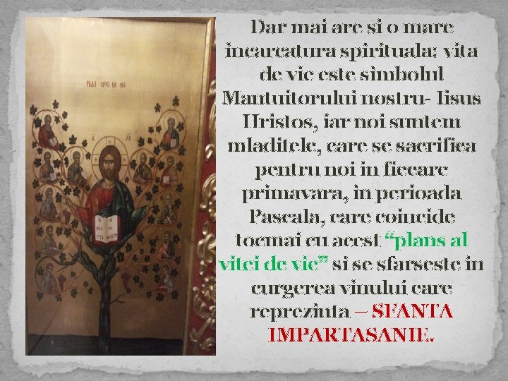 Dar mai are si o mare incarcatura spirituala: vita de vie este simbolul Mantuitorului