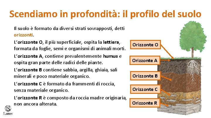 Scendiamo in profondità: il profilo del suolo Il suolo è formato da diversi strati