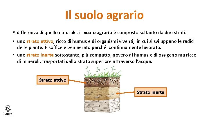 Il suolo agrario A differenza di quello naturale, il suolo agrario è composto soltanto