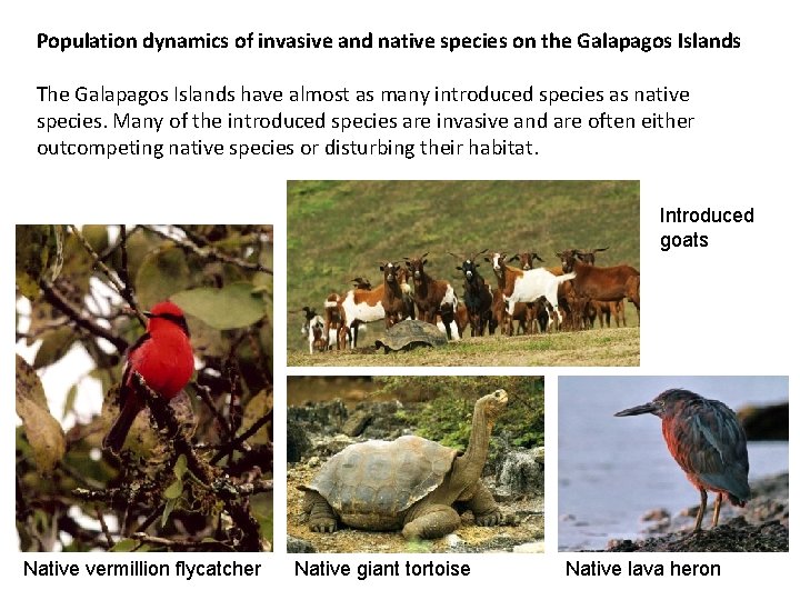 Population dynamics of invasive and native species on the Galapagos Islands The Galapagos Islands