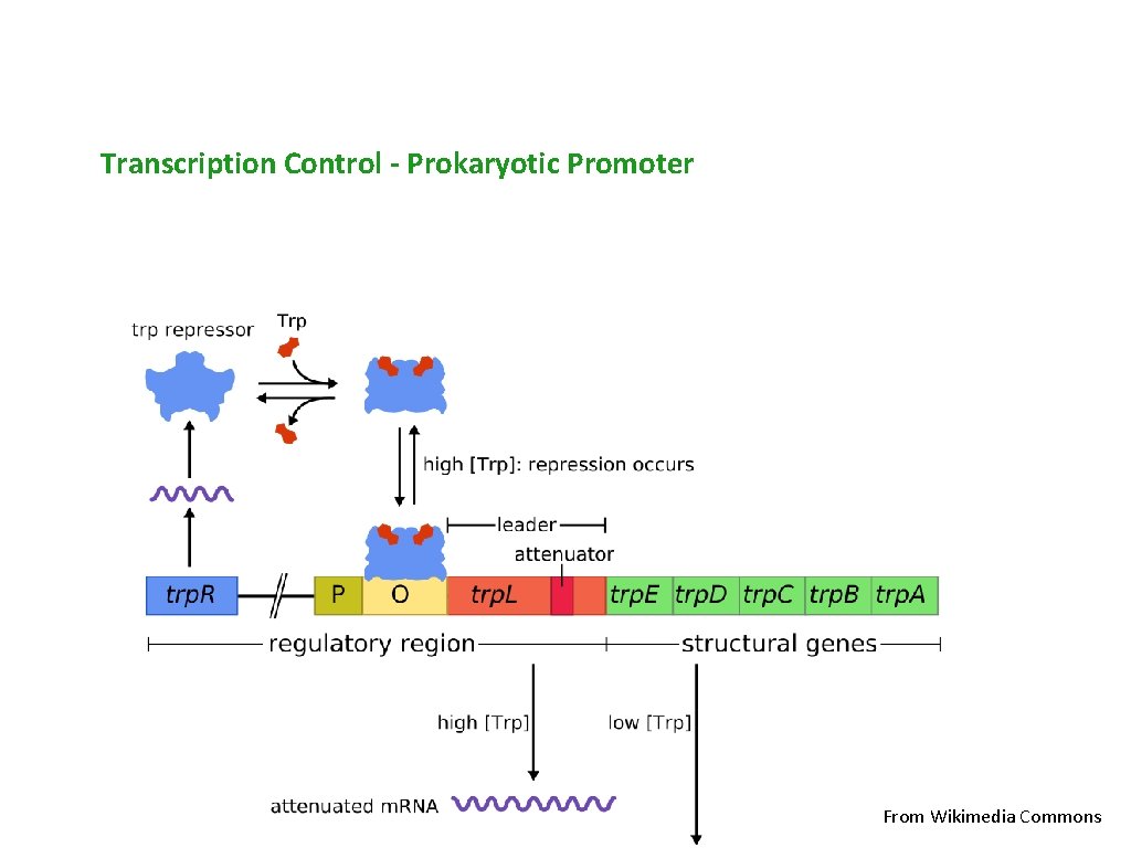Transcription Control - Prokaryotic Promoter From Wikimedia Commons 