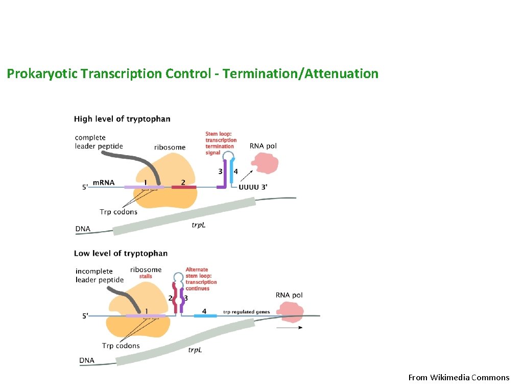 Prokaryotic Transcription Control - Termination/Attenuation From Wikimedia Commons 