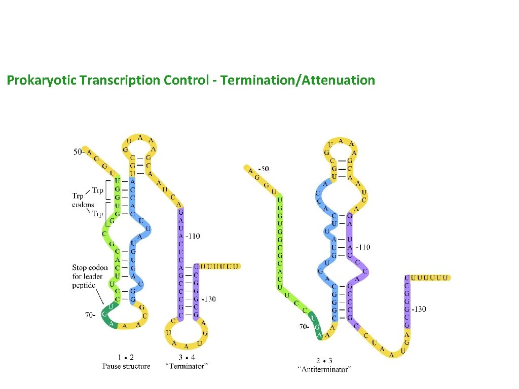 Prokaryotic Transcription Control - Termination/Attenuation 