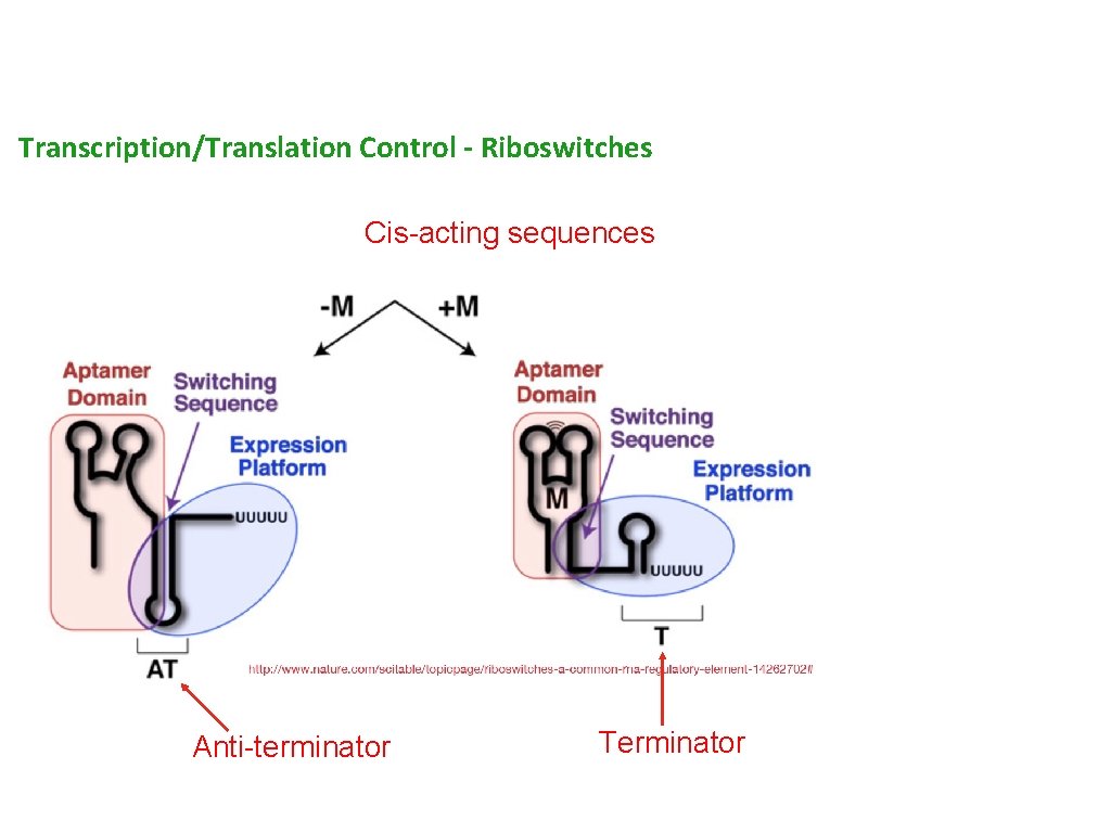 Transcription/Translation Control - Riboswitches Cis-acting sequences Anti-terminator Terminator 